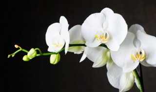 小暑了兰花怎么养 小暑了兰花如何养