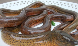 梦到黄鳝是什么意思 梦到黄鳝具体是什么意思