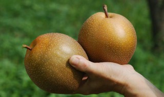 鸟梨的制作方法 鸟梨如何制作