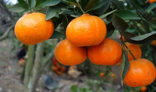 怎样储存柑子 新鲜桔子储存方法分享