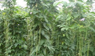 怎样储存豇豆 这样保存豇豆可以吃一年