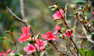 映山红冬天养殖方法 映山红冬天怎么养殖