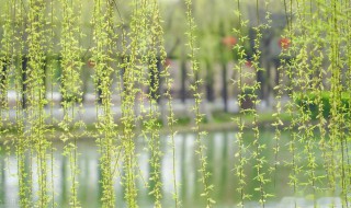 柳芽怎样储存 柳芽储存的方法