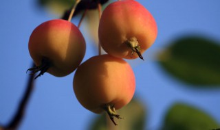 海棠果怎样储存 海棠果储存的方法