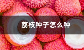 荔枝种子盆栽种植方法 盆栽荔枝能结果吗