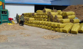 黄储饲料制作方法 玉米秸秆黄储饲料做法分享