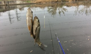 钓鲫鱼虾饵的制作方法 制作钓鲫鱼虾饵的方法