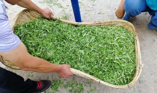 黄芩叶茶制作方法 黄芩叶茶做法