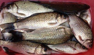 冬季鲫鱼窝料制作方法 冬季鲫鱼窝料做法