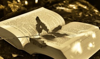 关于桃花的诗 关于桃花的诗唯美