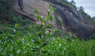 牛栏坑肉桂简介特点 牛栏坑肉桂特点介绍