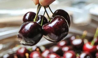 梅枣和车厘子的区别 如何区别梅枣和车厘子