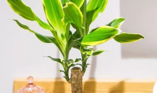 巴西木有啥寓意呢 巴西木的寓意是什么