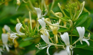 金银花晒时需要蒸吗 金银花晒时需要蒸么