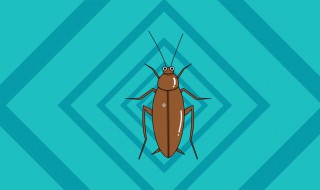 蟑螂冲到下水道会越来越多吗 关于蟑螂冲到下水道会变多的问题