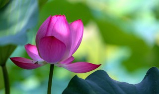 初伏怎么补阳气 初伏如何补阳气