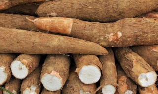 怎样储存木薯 储存木薯的方法有哪些