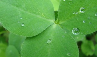 怎样储存苜蓿 储存苜蓿的窍门