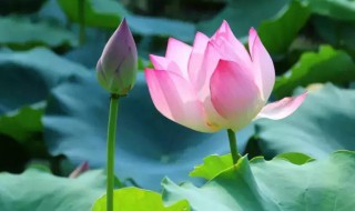 不可亵玩焉的焉是什么意思 不可亵玩焉的原文