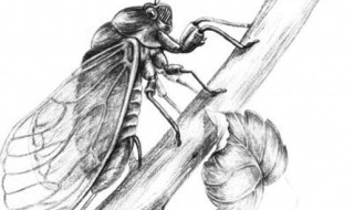 怎样储存蝉蛹 如何储存蝉蛹