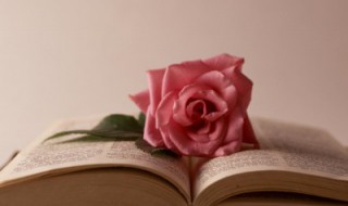 不懂风情的意思 不懂风情是什么意思