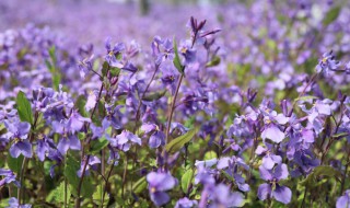 芷的意思 芷如何解释