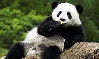 向外国人介绍大熊猫 向外国人介绍中国大熊猫