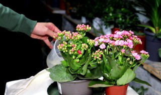 夏季养长寿花注意事项 夏季养长寿花需要注意什么