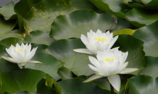 白莲是什么意思 白莲介绍