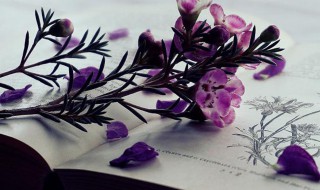 齐聚的意思 齐聚的解释