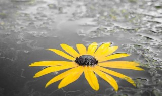 不悲不喜安之若素意思 不悲不喜安之若素的出处