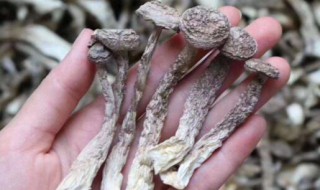 鹿茸菇的功效和作用及食用方法是什么 关于鹿茸菇的功效和作用及食用方法