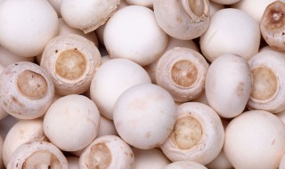 口蘑菇的功效与禁忌 口蘑菇有禁忌人群吗