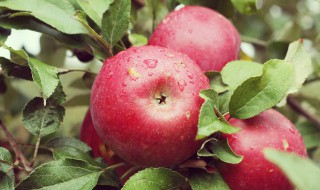 苹果保存温度 苹果最佳保存温度是多少度