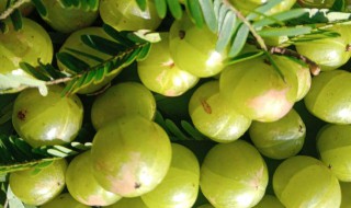 油甘子怎么吃 油甘子怎样做好吃