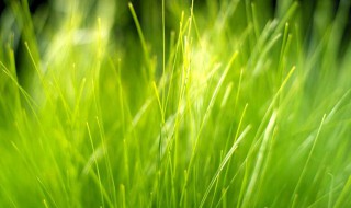 植物生长的励志句子 植物生长的励志句子有哪些