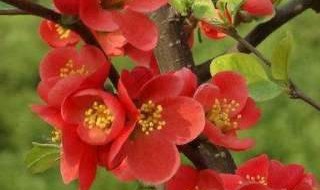 海棠花的励志诗句 海棠花的励志诗句有哪些