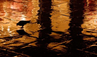 雨天怎么拍照 如何在下雨天拍照