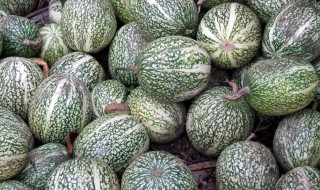 鱼翅瓜的功效与作用 鱼翅瓜的功效有哪些