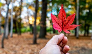简洁的重阳节手抄报内容资料 简洁的重阳节手抄报内容有什么