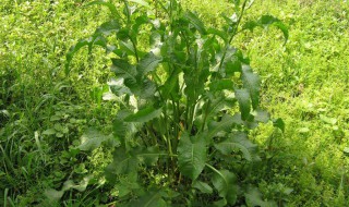 野菠菜的功效和作用 野菠菜的功效有哪些