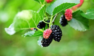 怀孕能吃桑葚吗 孕妇吃桑葚的好处