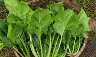 菠菜和海带能一起吃吗 菠菜和海带能不能一起吃