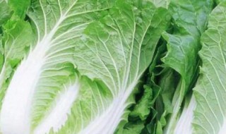白菜功效 白菜功效有哪些