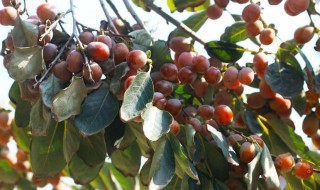 君迁子的功效与作用 君迁子的功效与作用介绍