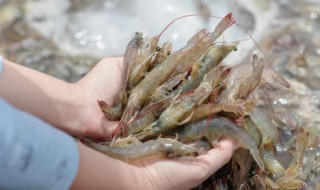 虾和萝卜可以一起吃吗 虾和萝卜是否可以一起吃