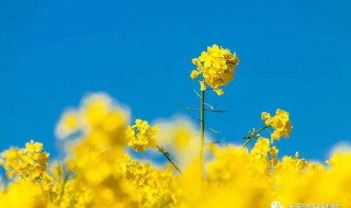 形容油菜花的句子 关于形容油菜花的句子
