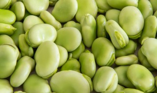 蚕豆的营养价值及功效 关于蚕豆的营养价值及功效