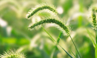 狗尾巴草是有什么含义 狗尾巴草的含义