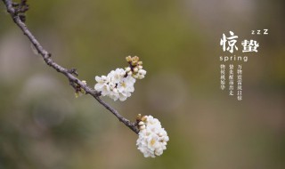 惊蛰日是什么时候 关于惊蛰日的时间